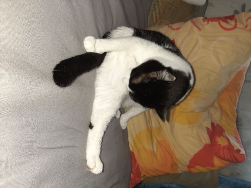  - Pisicii mei în noiembrie 2020