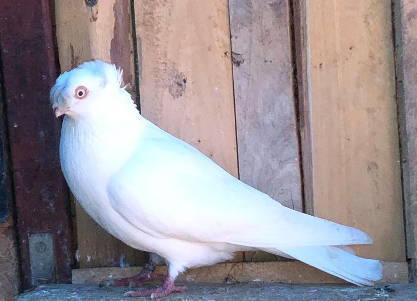 8560  femelă  2020 - Plecați ALBUM 3