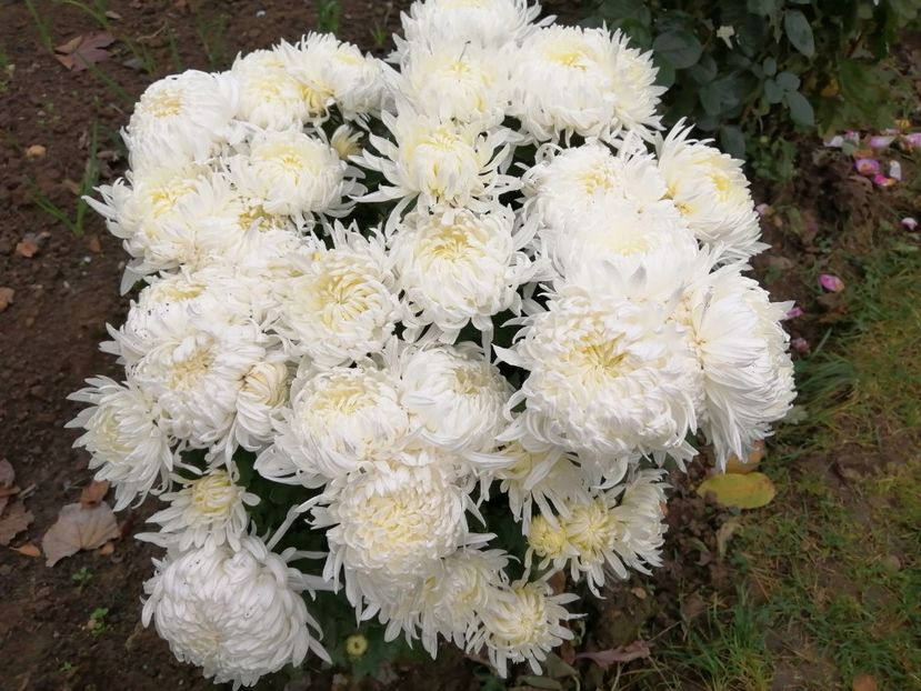  - Crizanteme si tufanele