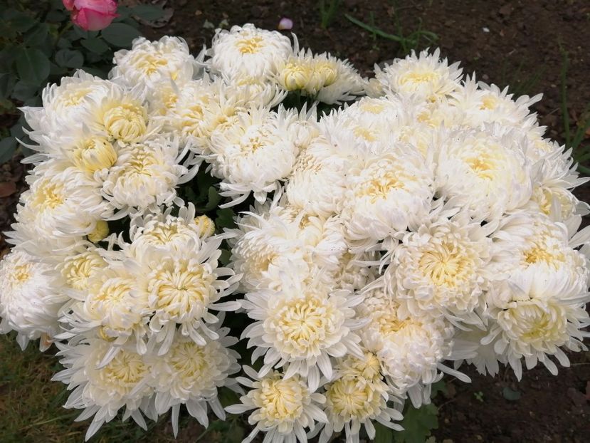  - Crizanteme si tufanele