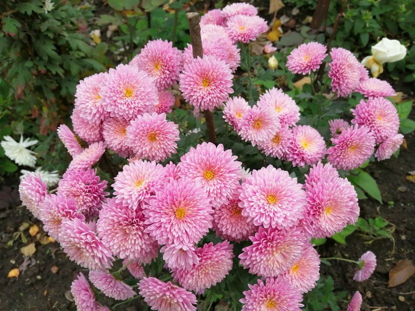  - Crizanteme si tufanele