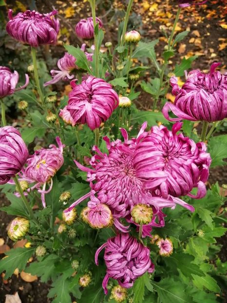  - Crizanteme si tufanele