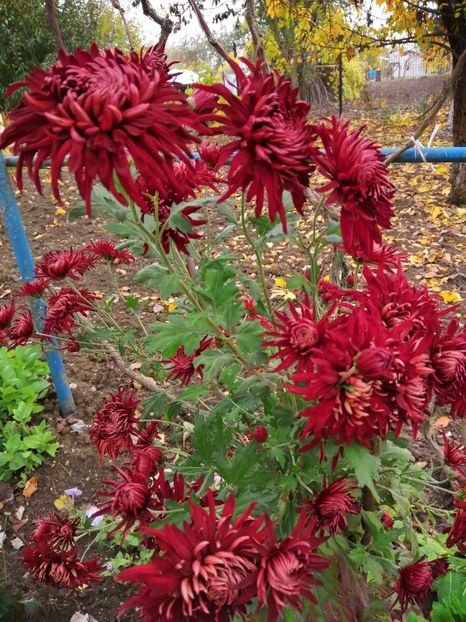  - Crizanteme si tufanele