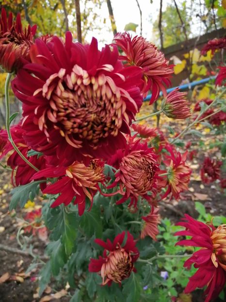  - Crizanteme si tufanele