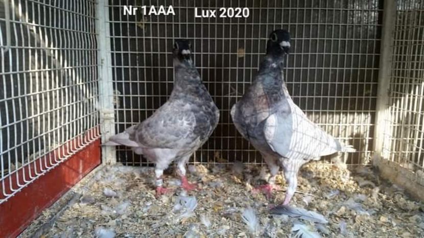  - NU IMI APARTIN ALBUM NR 2