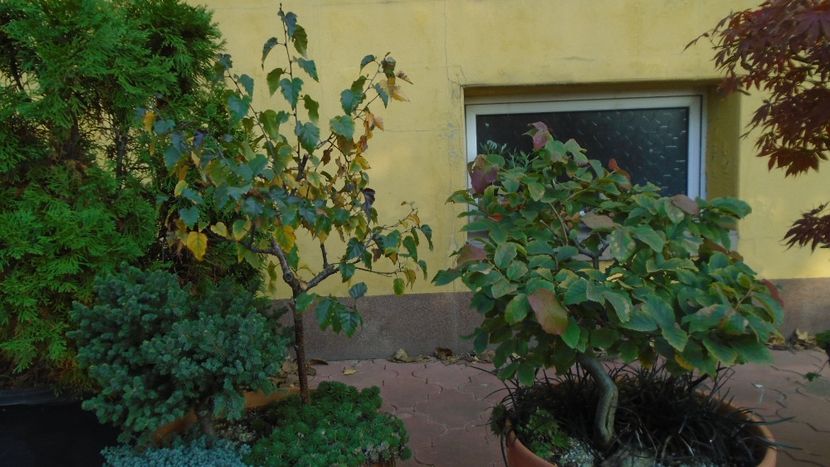 Mesteacan negru & Arbore magic persan - Bonsai si prebonsai 2020-2023