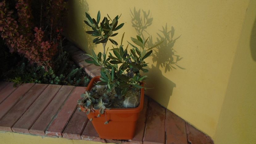 Maslini (Olea europaea) - Bonsai si prebonsai 2020-2023