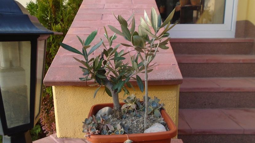 Maslini (Olea europaea) - Bonsai si prebonsai 2020-2023