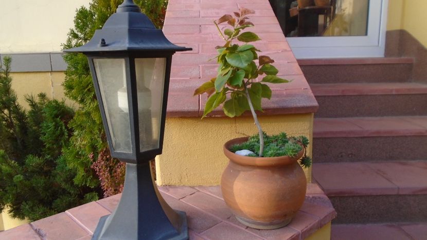 Bougainvillea - Bonsai si prebonsai 2020-2023