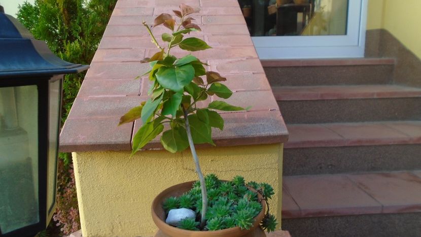 Bougainvillea - Bonsai si prebonsai 2020-2023
