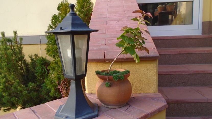 Bougainvillea - Bonsai si prebonsai 2020-2023