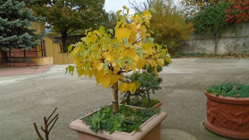 Mesteacan alb - Bonsai si prebonsai 2020-2023