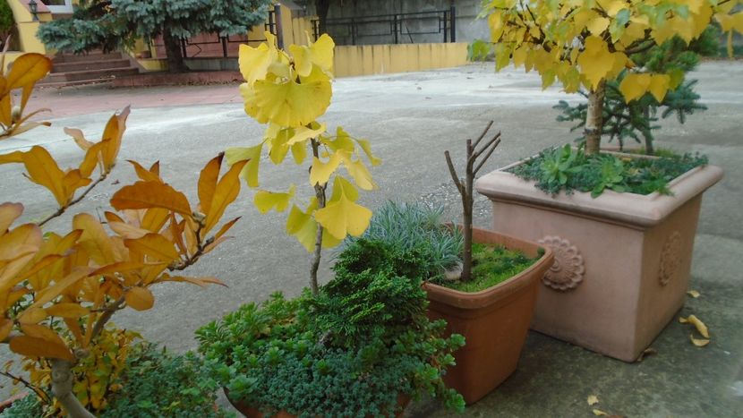 Ginkgo biloba - Bonsai si prebonsai 2020-2023