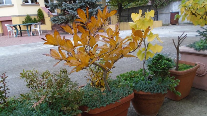 Magnolia stellata - Bonsai si prebonsai 2020-2023