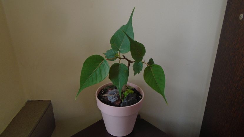 Ficus religiosa - Bonsai si prebonsai 2020-2023