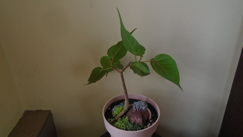 Ficus religiosa - Bonsai si prebonsai 2020-2023