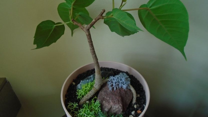 Ficus religiosa - Bonsai si prebonsai 2020-2023