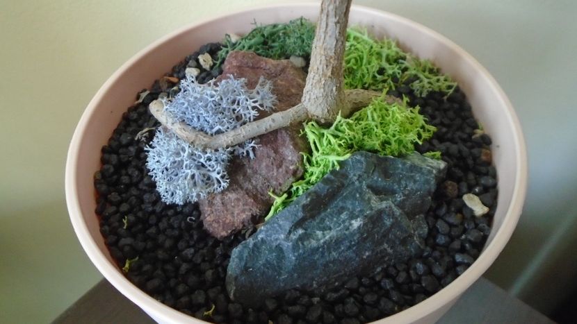 Ficus religiosa, detaliu - Bonsai si prebonsai 2020-2023