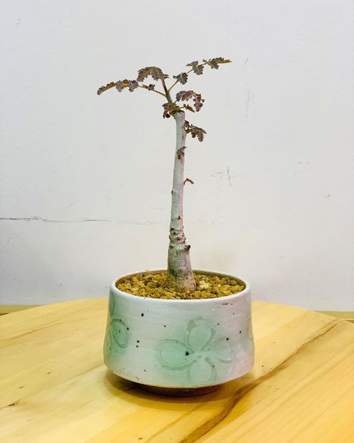 Boswellia dioscoridis, Socotra - Whish list pentru viata urmatoare2