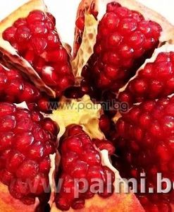 rodiu Super Hardy - Noutati 2020