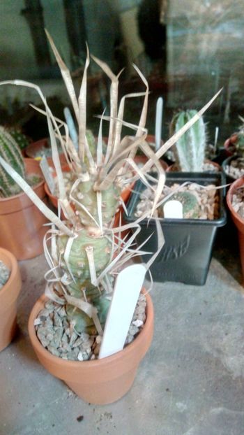 T. articulatus var. papyracanthus - Tephrocactus