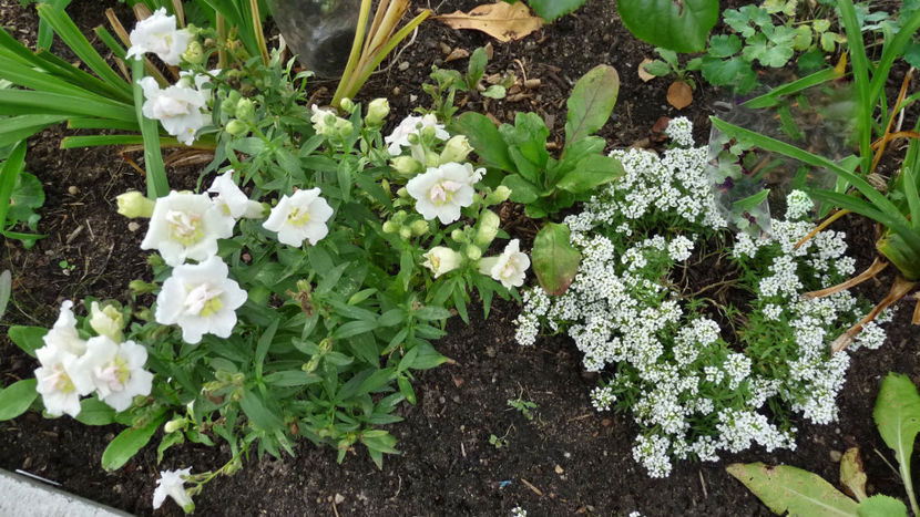  - Alyssum