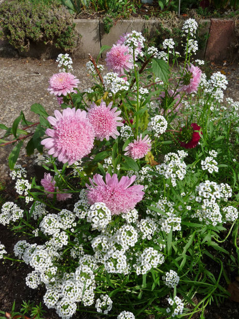  - Alyssum
