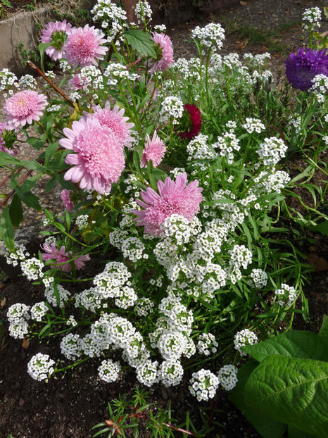  - Alyssum