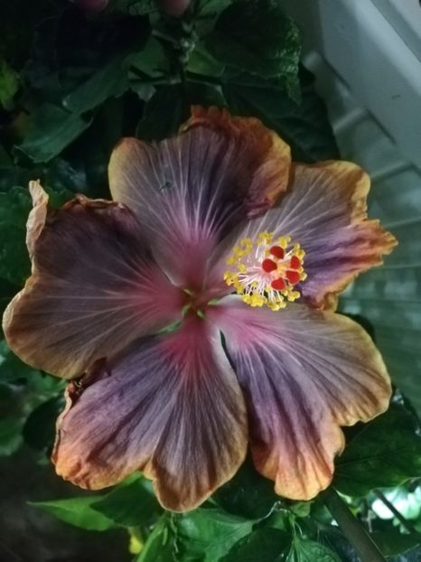  - Hibiscus 2020-3