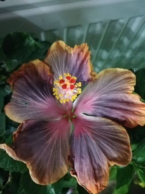  - Hibiscus 2020-3