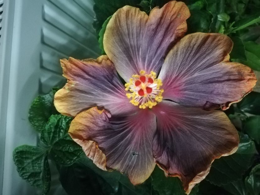  - Hibiscus 2020-3