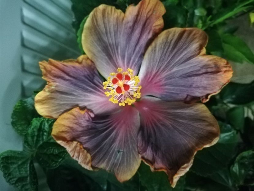  - Hibiscus 2020-3