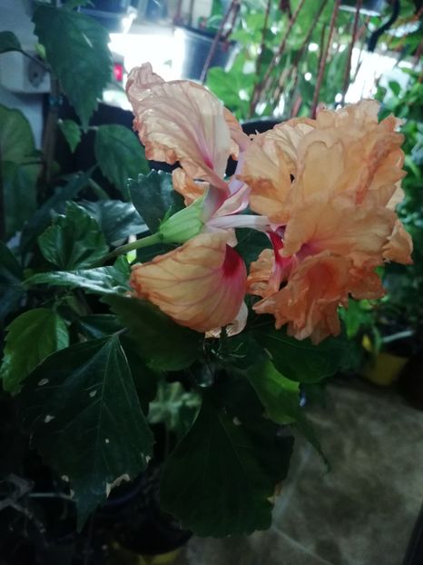  - Hibiscus 2020-3