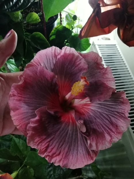  - Hibiscus 2020-3