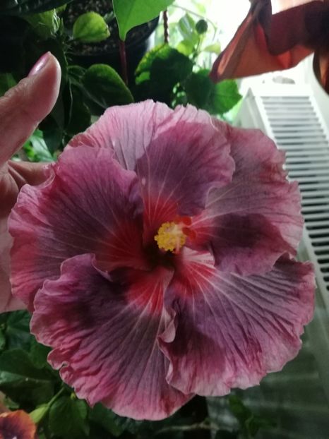  - Hibiscus 2020-3