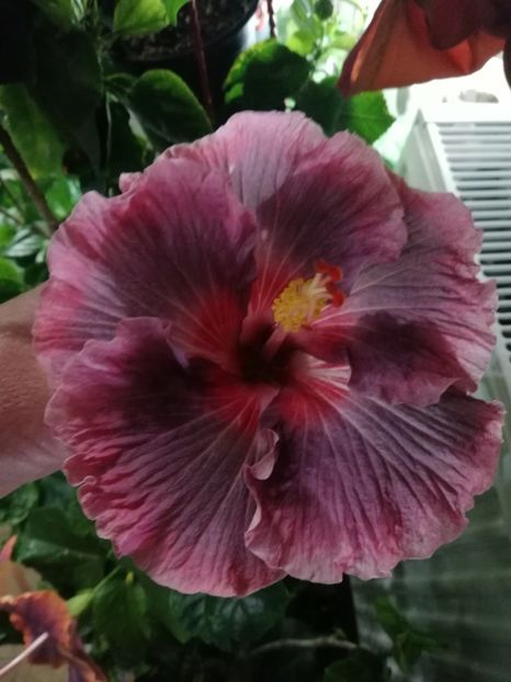  - Hibiscus 2020-3