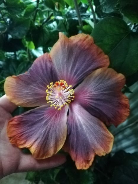  - Hibiscus 2020-3