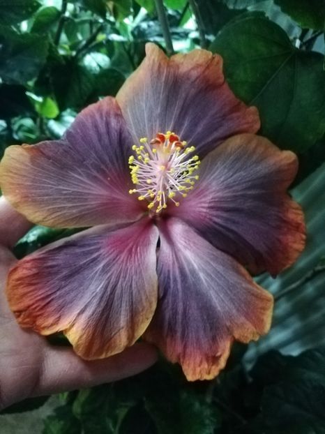  - Hibiscus 2020-3