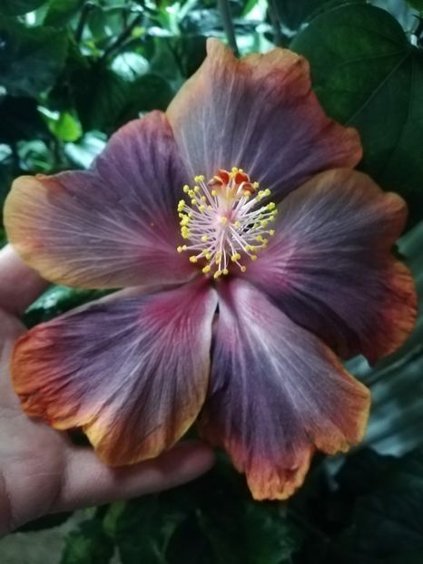  - Hibiscus 2020-3