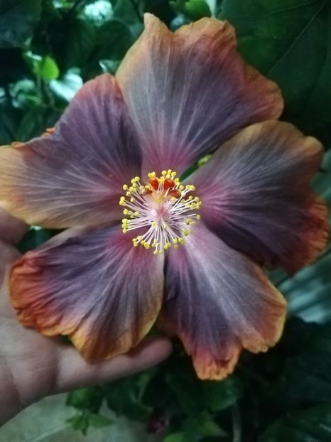  - Hibiscus 2020-3