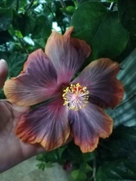  - Hibiscus 2020-3