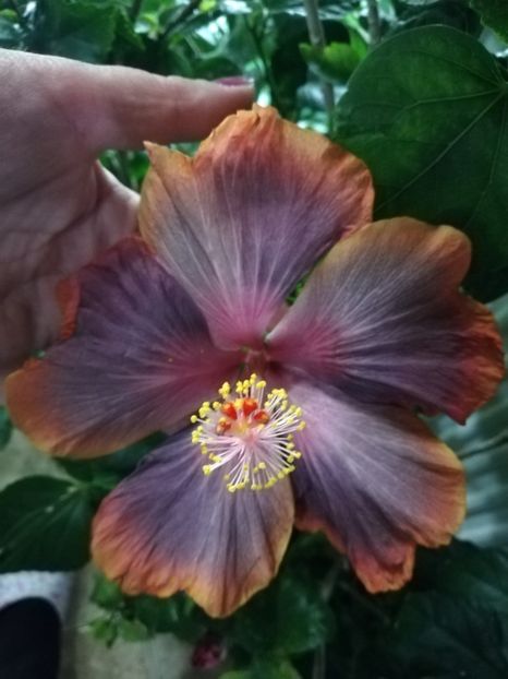  - Hibiscus 2020-3