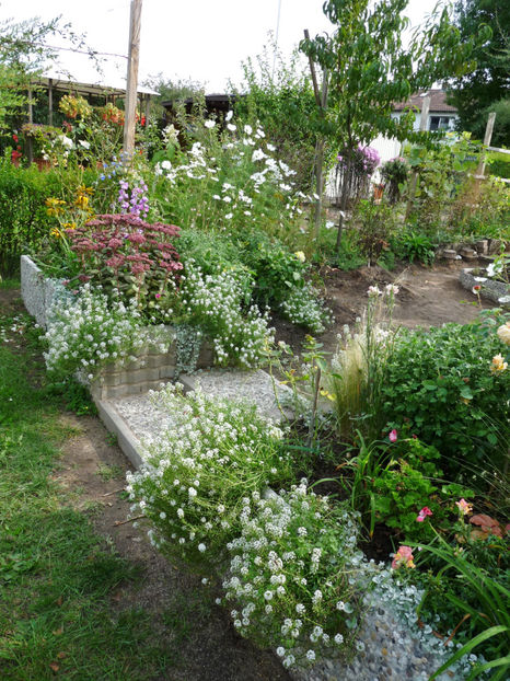  - Alyssum