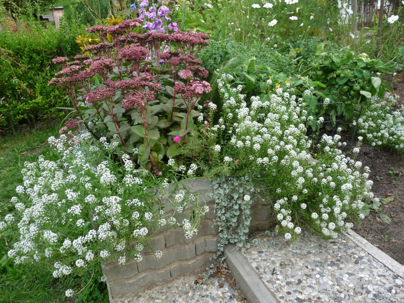  - Alyssum