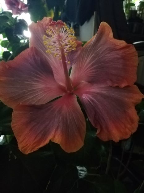  - Hibiscus 2020-4