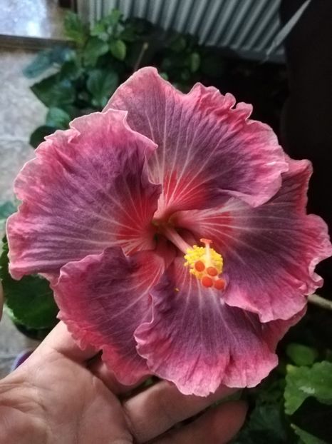  - Hibiscus 2020-4