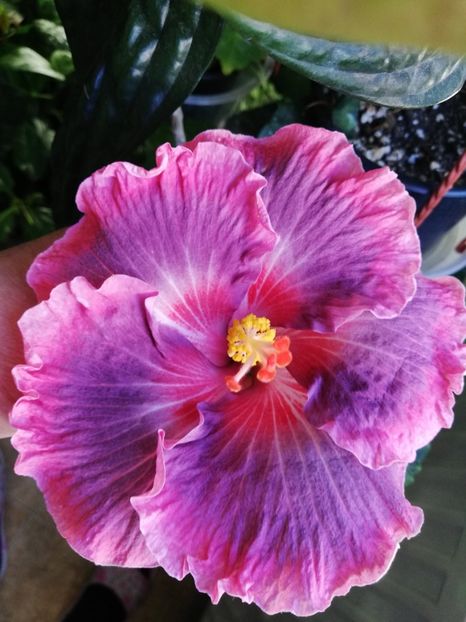  - Hibiscus 2020-4