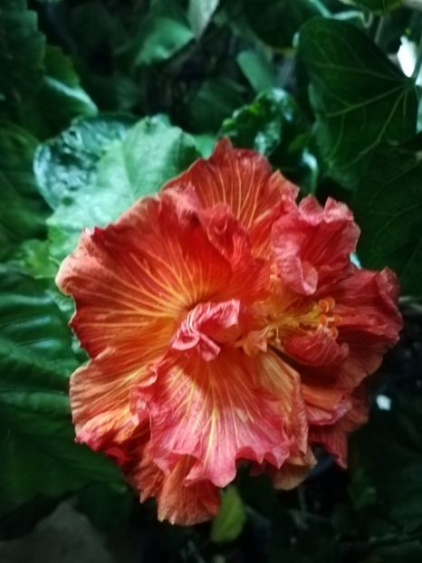  - Hibiscus 2020-4