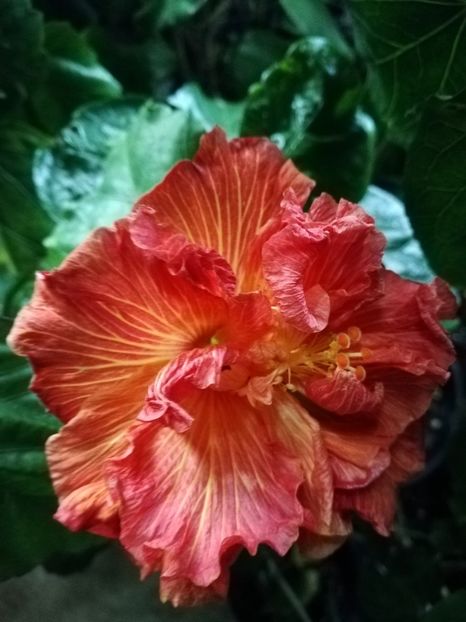  - Hibiscus 2020-4