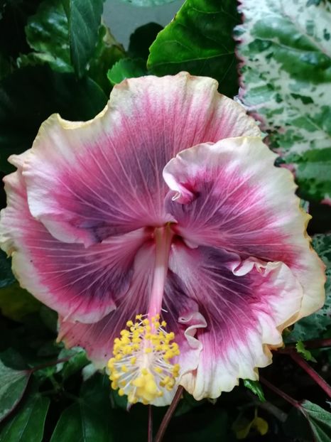  - Hibiscus 2020-4